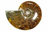 Polished Ammonite (Cleoniceras) Fossil - Madagascar #365075-1